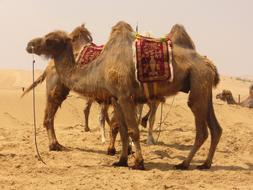 absolutely beautiful Camel Desert