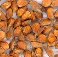 photo of wild rose seeds