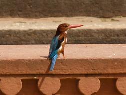 kingfisher bird sits on the facade of a temple in India