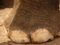 Elephant Foots