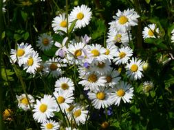 impressively beautiful Daisy Wildflowers