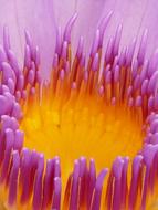 ravishing Water Lily Blossom close up
