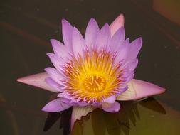 ravishing Water Lily