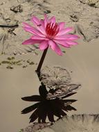 extraordinarily beautiful Water Lily Blossom