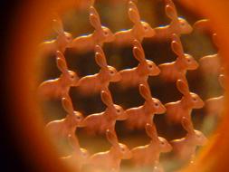 perfect Hare Kaleidoscope