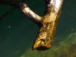 a branch floats in a pond