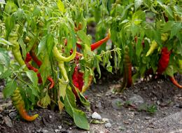 Beautiful red and green pepperoni peppers on the plants