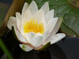Water Lily White flower