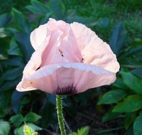 Pink oriental Poppy in garden