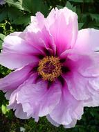goodly Peony flower in Garden at Spring