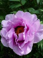 wonderful pink Peony