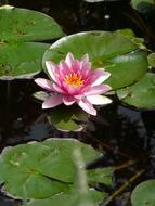 ravishing Water Lily Nymphea