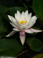 goodly Water Lily Nymphea Garden