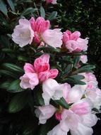 Rhododendron Bicolor