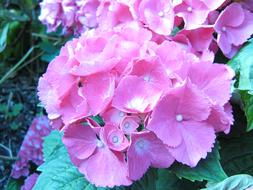 Beautiful blossoming pink and white hydrangea flowers