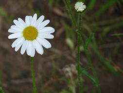 White Daisy, flower and bud
