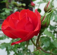 magnificent Rose Red Blossom