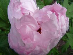 fabulous Peony Pink Tender