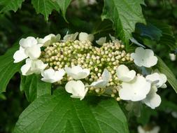 Close-up of the beautiful white and yellow hydrangea flowers with green leaves