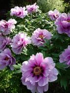 magnificent Flowers Bush Peony