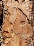 impressively beautiful Bark Tree