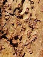 macro photo of pine tree bark