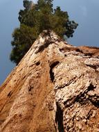 Tree Sequoia