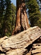 giant Sequoia Tree in forest