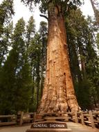 goodly Tree Sequoia Wood