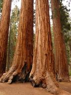 fabulous Tree Sequoia