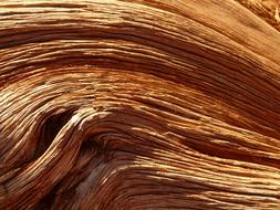 brown Tree Wood