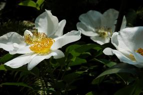 white flowers on a bush close-up