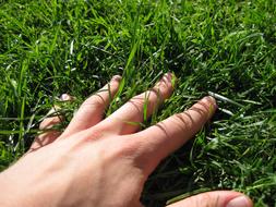 Hand Grass