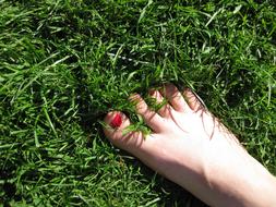 Foot green Grass
