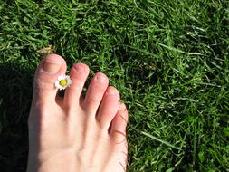 daisy between toes