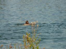 girl swims on the lake