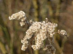 perfect Grasses Flower Withered