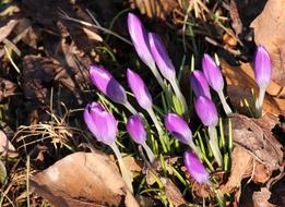 Crocus Violet Spring flowers