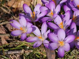 fabulous Crocus Full Bloom