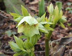 Christmas Rose Early