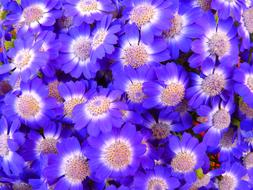 Flowers Blue white neon bouquet