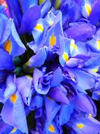 goodly Iris Blue flowers