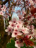 impressively beautiful Almond Blossom
