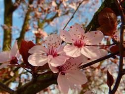 magnificent Almond Blossom