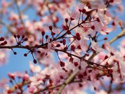 Close-up of the beautiful blossoming pink almond flowers on the branch