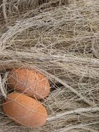 Fishing Net and eggs