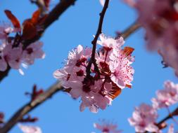 closeup photo of absolutely beautiful Cherry Blossoms