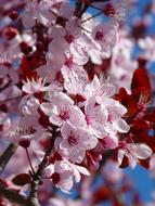 pink Blossoms of ornamental Cherry at blue sky