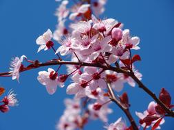 Blossom Cherry pink blue sky