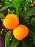 Oranges Tree and Leaves
